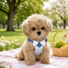 Pet accessories collection for cats and dogs