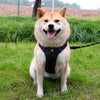Adjustable Nylon Vest-Style Dog Harness with Leash