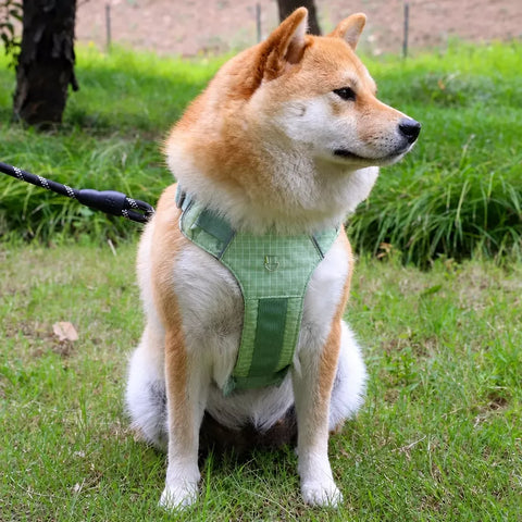 Adjustable Nylon Vest-Style Dog Harness with Matching Leash