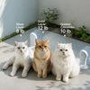 Cat Window Hammock with Suction Cups