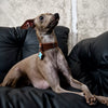 Faux Leather Collar for Small Dogs and Cats