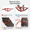 Adjustable Nylon Pet Harness and Leash Set