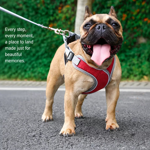 Vest-Style Dog Harness & Leash Set for Small to Medium Dogs