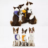 All-in-One Nylon Dog Harness with Retractable Leash
