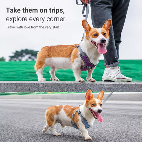 Vest-Style Dog Harness & Leash Set for Small to Medium Dogs