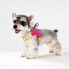 Y-Front Polyester Dog Harness with Leash for Small Dogs