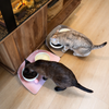 Waterproof Pet Placemat for Cats and Dogs - p-00160