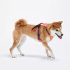 All-in-One Nylon Dog Harness with Retractable Leash