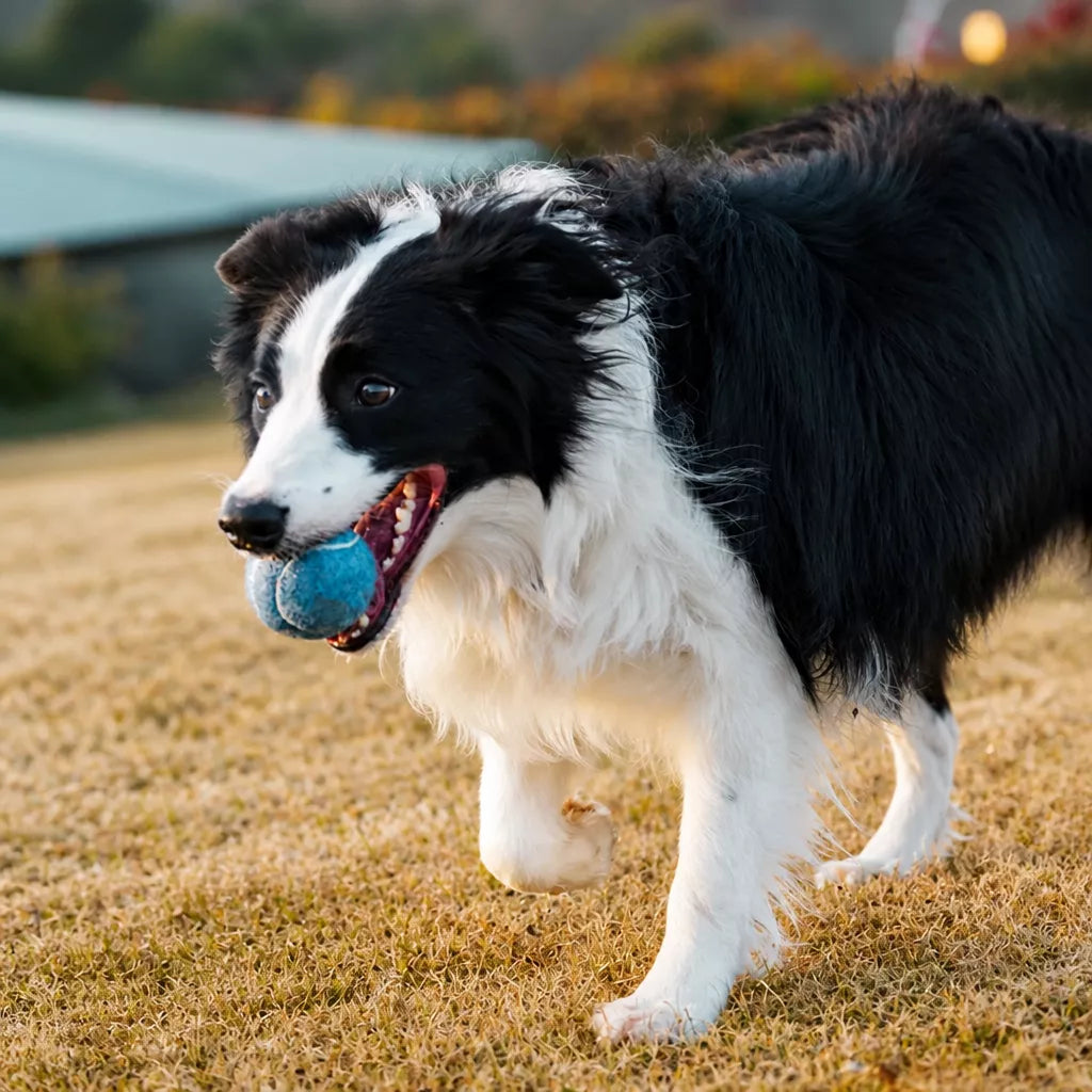 Ice Cream-Themed Interactive Dog Ball Toy
