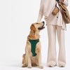 All-in-One Nylon Dog Harness with Retractable Leash