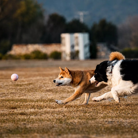 Ice Cream-Themed Interactive Dog Ball Toy