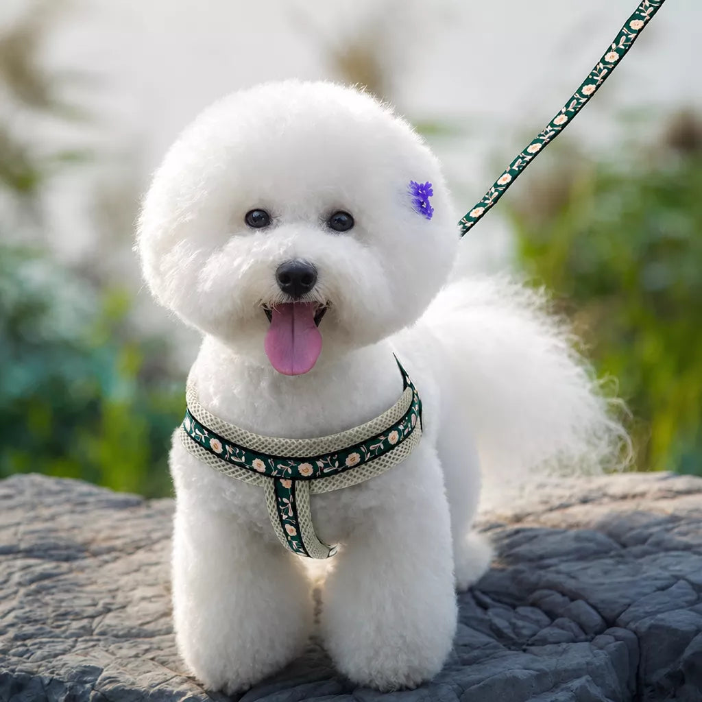Small Dog Vest Harness and Leash Set