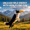 Floating Dog Frisbee Toy for Fetch & Interactive Play