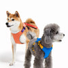 All-in-One Nylon Dog Harness with Retractable Leash