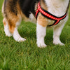 Small Dog Vest Harness