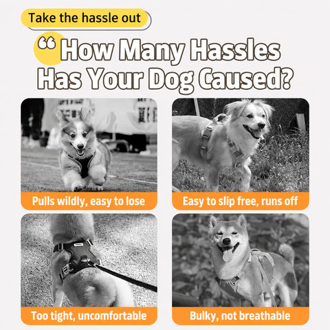 Summer Pet Harness, Leash and Hat Sets - p-00623