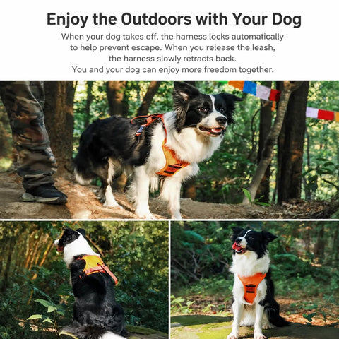 Nylon Dog Harness with Retractable Leash