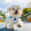 Nylon Dog Harness and Leash for Small Dogs