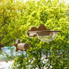 Window-Mounted Cat Climbing System with Perches and Scratching Posts