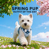 Nylon Dog Harness and Leash for Small Dogs