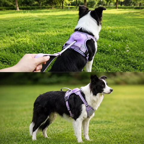 All-in-One Dog Harness with Leash
