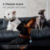 Faux Leather Collar for Small Dogs and Cats