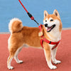 Adjustable Dog Harness and Handheld Leash