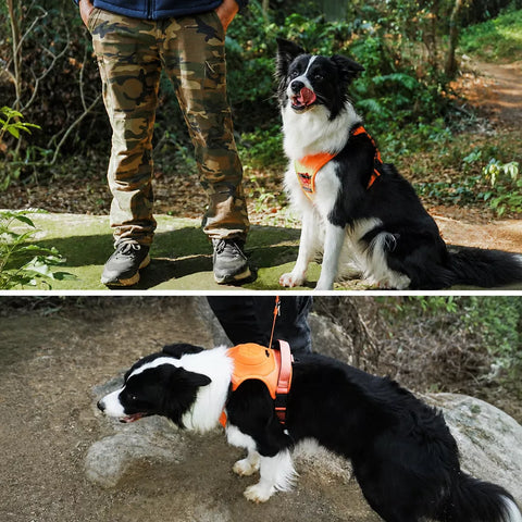 Nylon Dog Harness with Retractable Leash