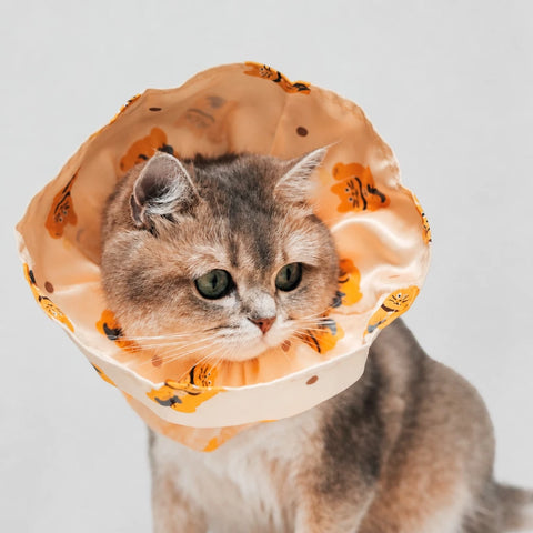 Adjustable Nylon Pet Cone with Lucky Cat Print