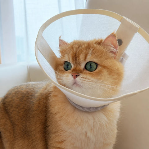Lightweight Pet Recovery Collar for Dogs & Cats