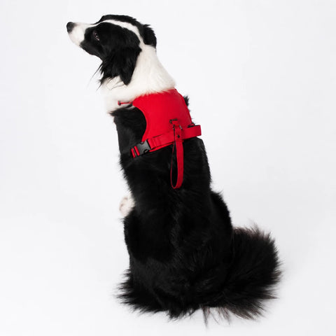 Nylon Dog Harness with Retractable Leash