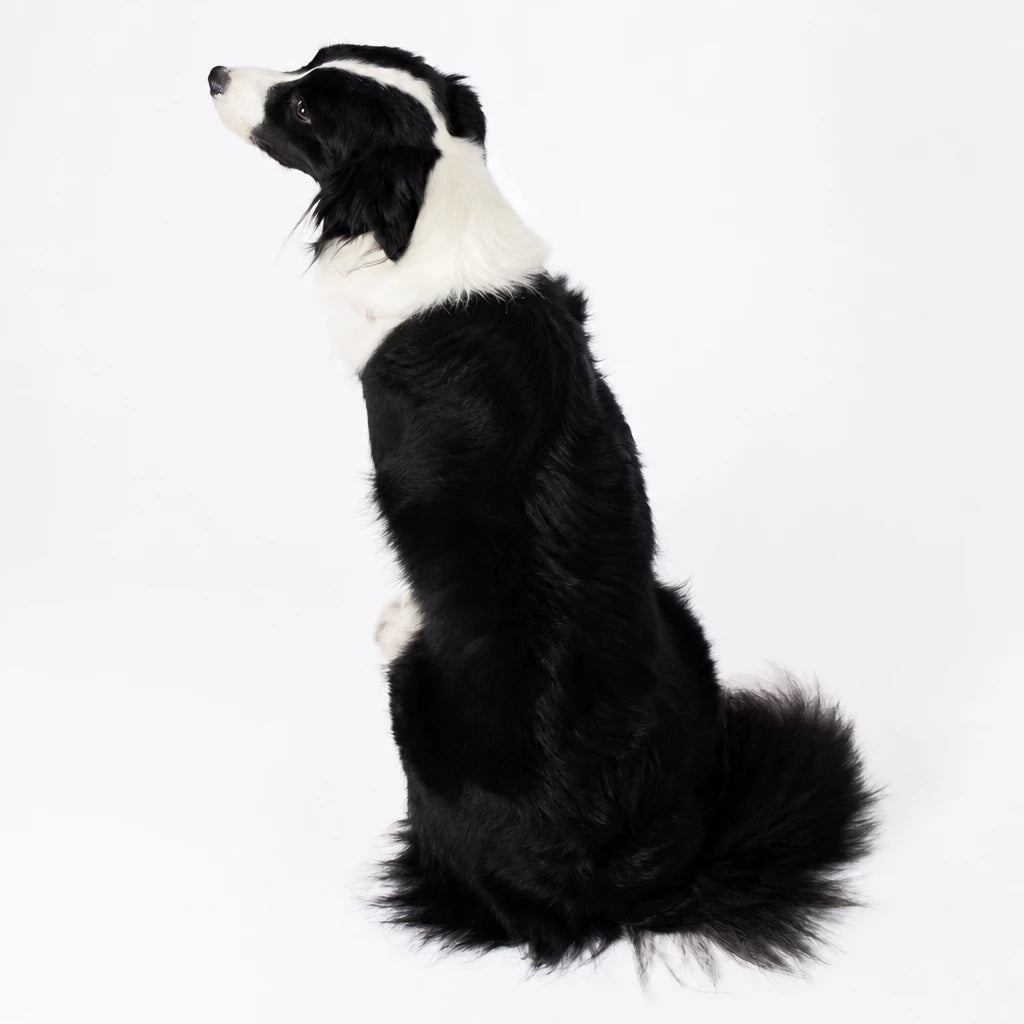 Nylon Dog Harness with Retractable Leash