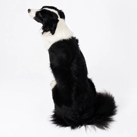 Nylon Dog Harness with Retractable Leash