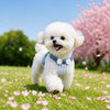 Nylon Dog Harness and Leash for Small Dogs