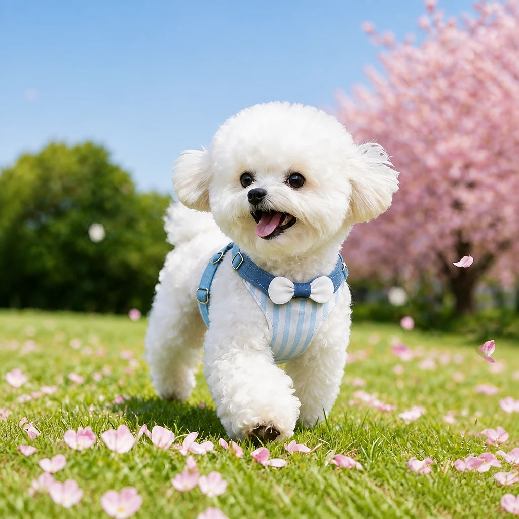 Nylon Dog Harness and Leash for Small Dogs