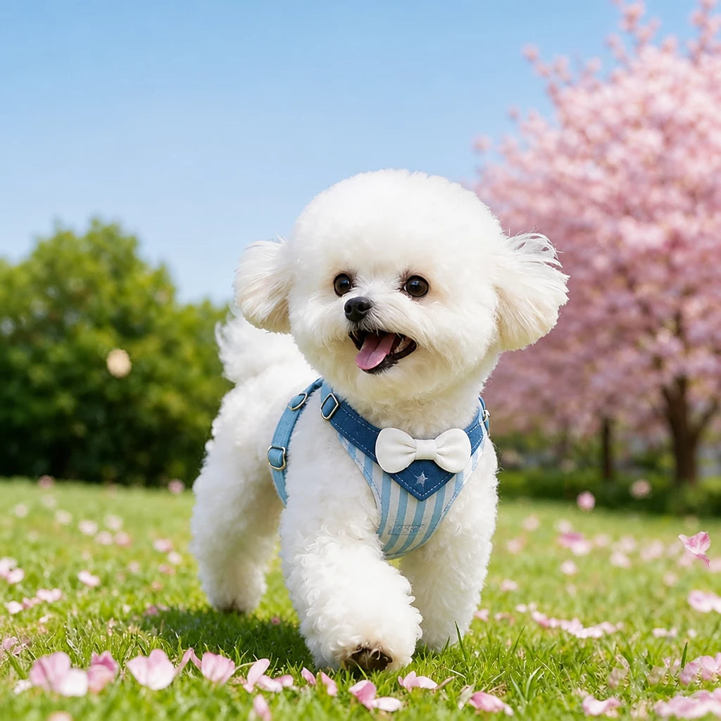 Nylon Dog Harness and Leash for Small Dogs