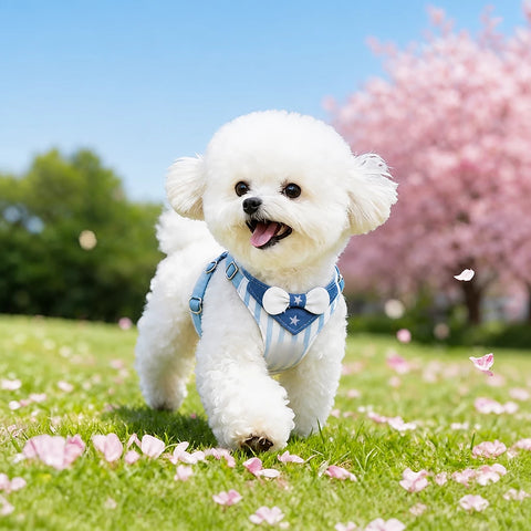 Nylon Dog Harness and Leash for Small Dogs