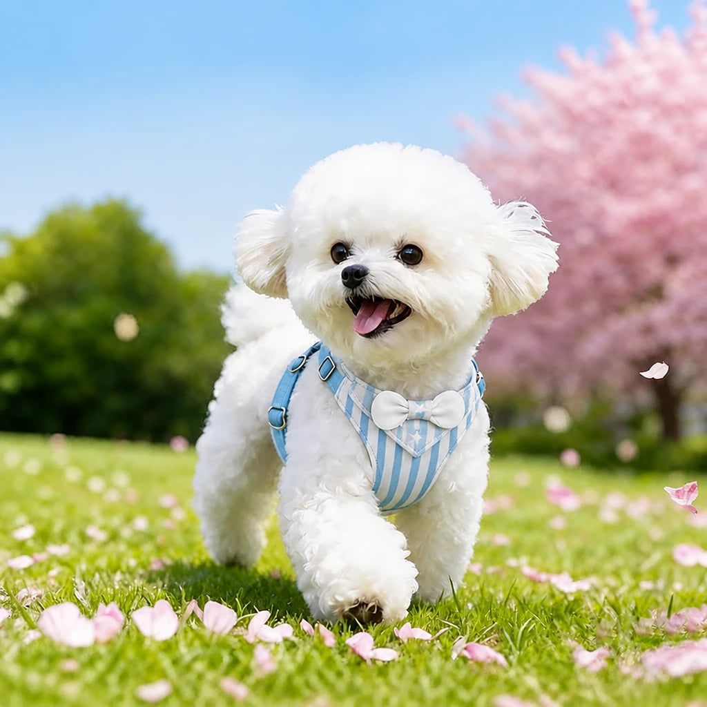 Nylon Dog Harness and Leash for Small Dogs