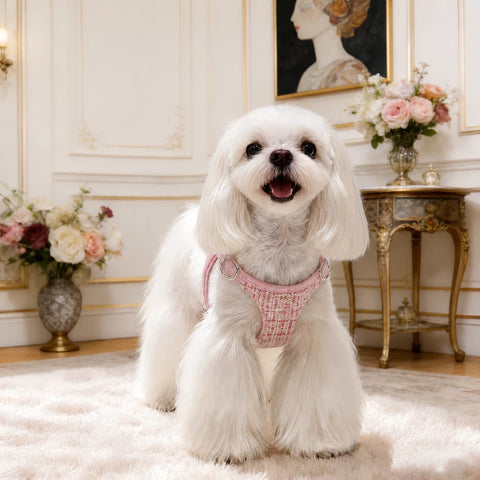 Nylon Dog Harness and Leash for Small Dogs