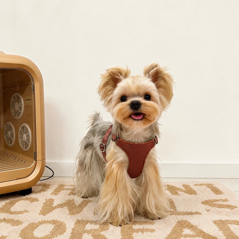 Nylon Dog Harness and Leash for Small Dogs