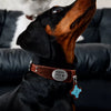 Faux Leather Collar for Small Dogs and Cats