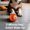 Interactive Squeaky Bouncing Ball Dog Toy