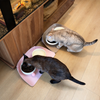 Waterproof Pet Placemat for Cats and Dogs - p-00160