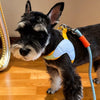 Y-Front Polyester Dog Harness with Leash for Small Dogs
