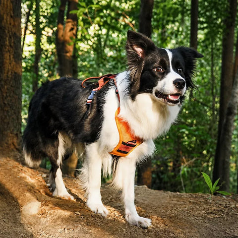 Nylon Dog Harness with Retractable Leash