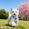Nylon Dog Harness and Leash for Small Dogs