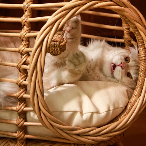 Handwoven Rattan Hanging Cat Bed with Cushion