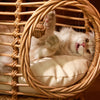 Handwoven Rattan Hanging Pet Bed with Cushion