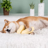 Peanut-Shaped Squeaky Dog Toy for Small and Large Breeds