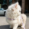 H-Style Kitten Harness and Leash Set for Small Pets